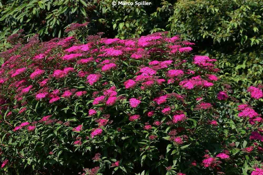 Spiraea japonica / Spirea del Giappone